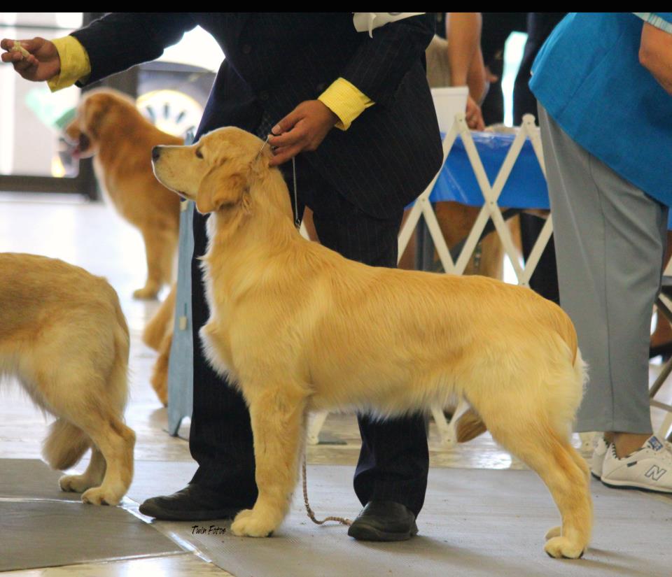 everglades golden retriever club s golden retrievers florida golden retriever puppies golden everglades golden retriever club s golden retrievers florida golden retriever puppies golden