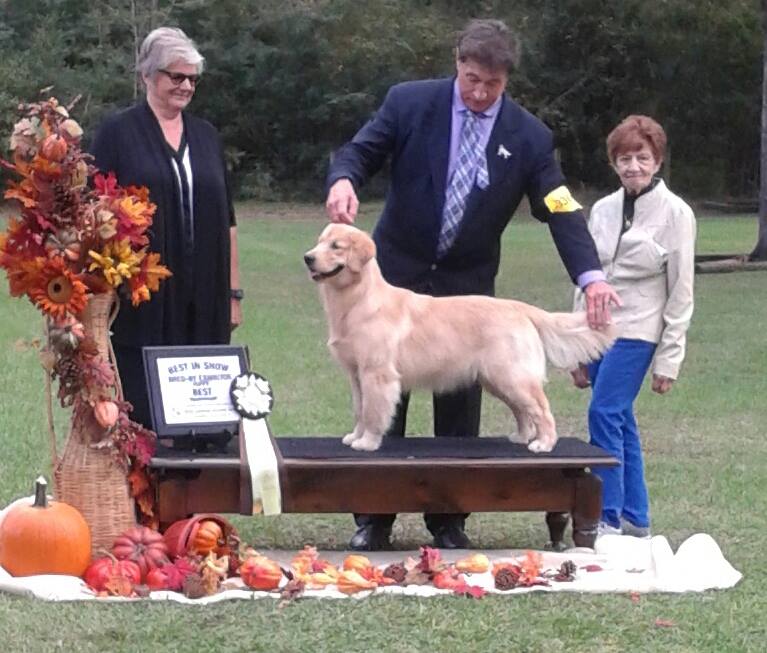 best golden retriever breeders in florida best golden retriever breeders florida photo best golden retriever breeders in florida best golden retriever breeders florida photo