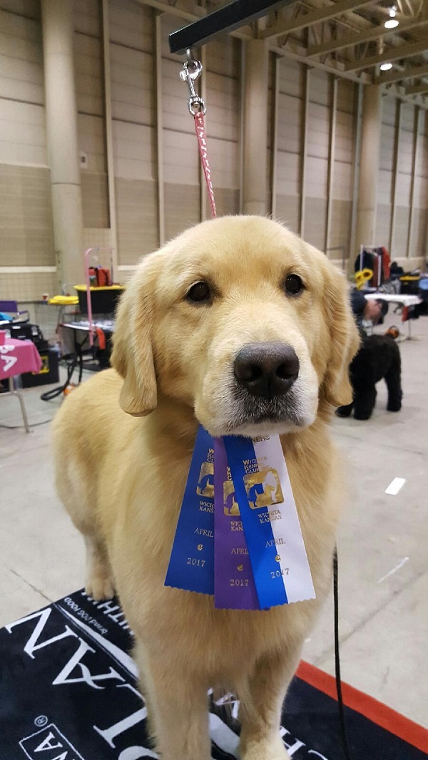 adopt a golden retriever florida golden retriever rescue volusia county florida photo adopt a golden retriever florida golden retriever rescue volusia county florida photo