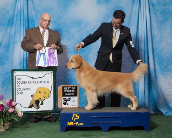 golden retriever breeders jacksonville fl best golden retriever breeders florida photo golden retriever breeders jacksonville fl best golden retriever breeders florida photo