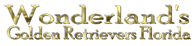 Golden Retrievers Florida